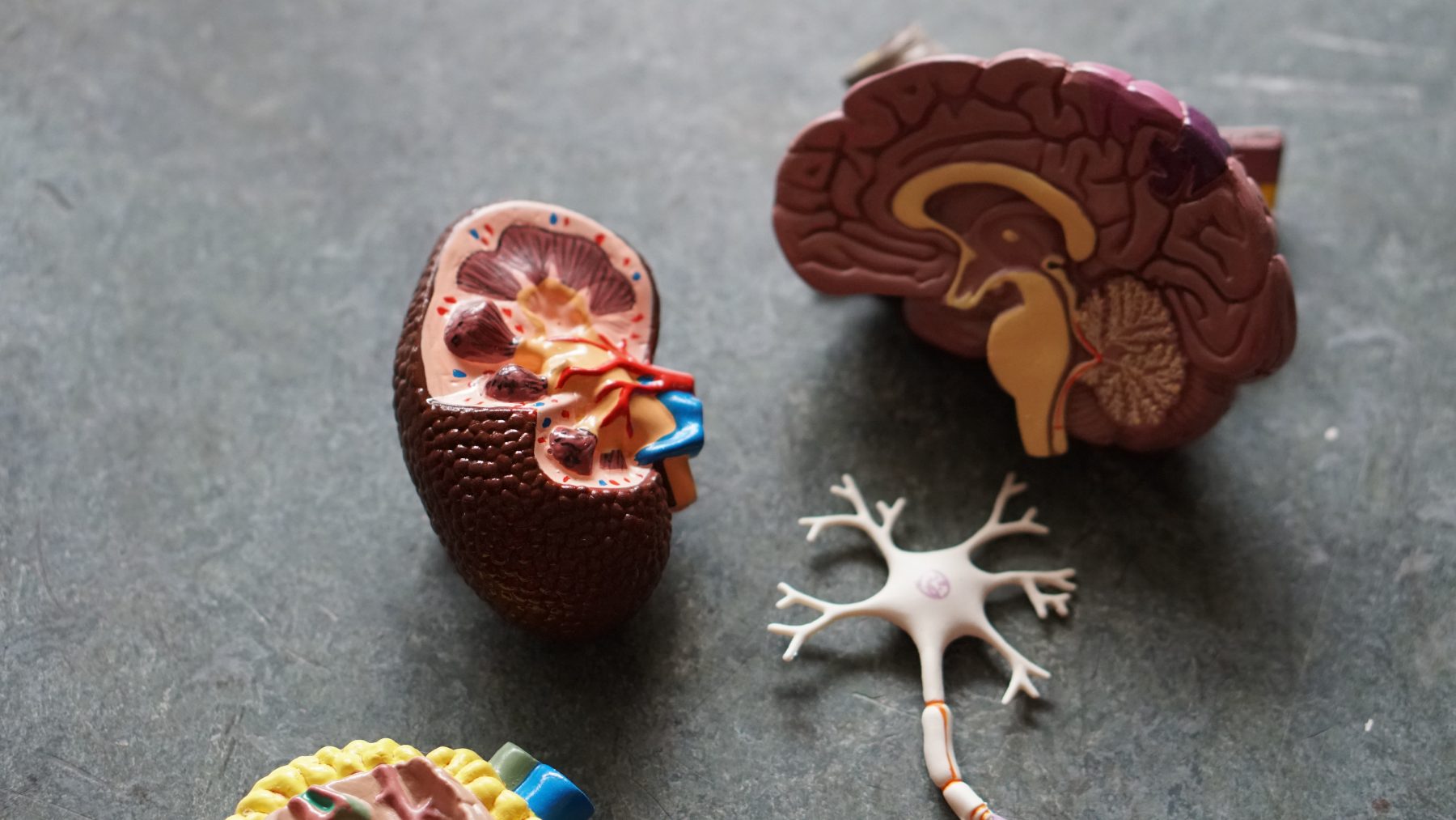 A brain figurine with tissues and neurons. 