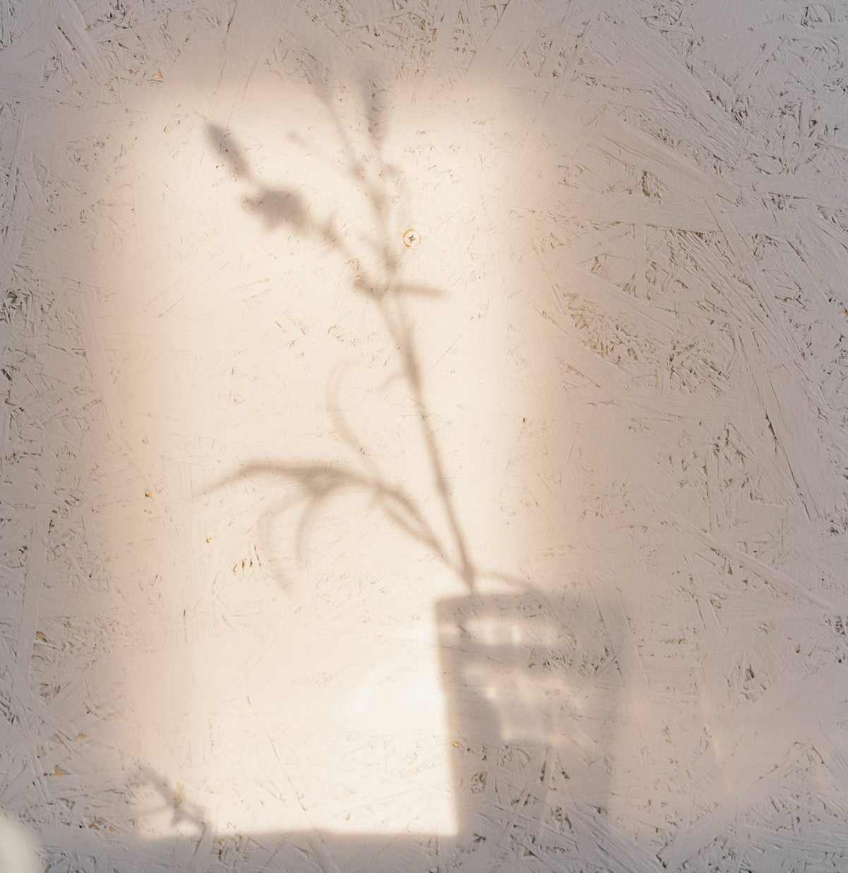 Shadow on the wall of a plant.